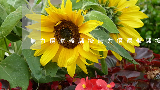 無力償還被騷擾(無力償還被騷擾怎么處理)
