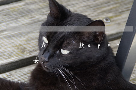 無力償還貸款app-無力償還貸款影響子女嗎