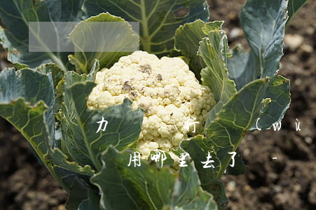 無力償還銀行債務(wù)會(huì)追問錢用哪里去了嗎?-無力償還銀行的錢