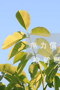 無力償還銀行的貸款(無力償還銀行貸款會被拘留嗎?)
