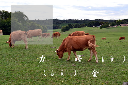 無力償還離婚補(bǔ)償金(無力償還離婚補(bǔ)償金)