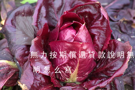 無力按期償還貸款說明(無力償還貸款情況說明怎么寫)