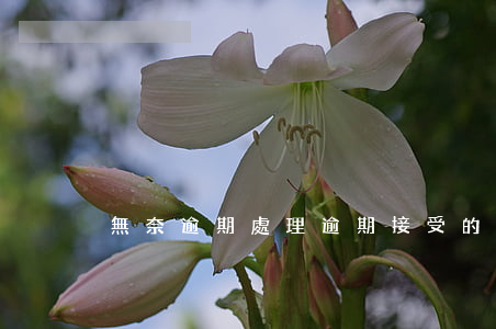 無奈逾期處理(逾期接受的處理)