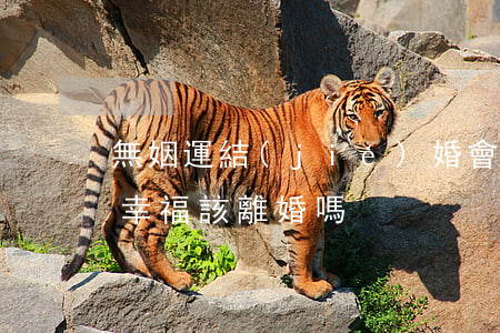 無姻運結(jié)婚會離婚嗎(如果婚姻不幸福該離婚嗎)