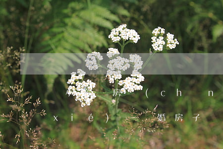 無小孩無房產(chǎn)怎么寫離婚協(xié)議(離婚房子協(xié)議給孩子無房產(chǎn)證)