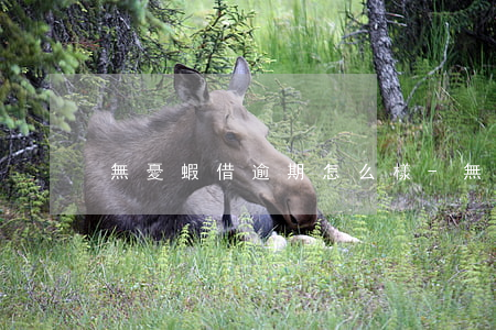 無憂蝦借逾期怎么樣-無憂蝦借app