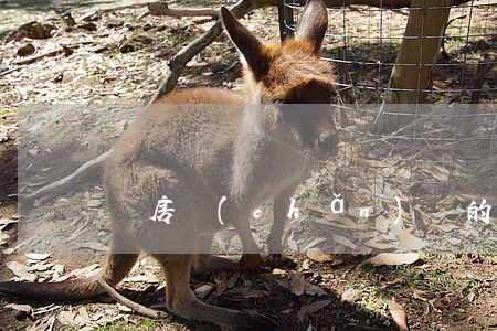 無房產(chǎn)證的房子法院可以拍賣嗎