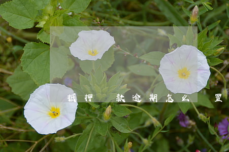 無抵押貸款逾期怎么處置(抵押逾期怎么處理)