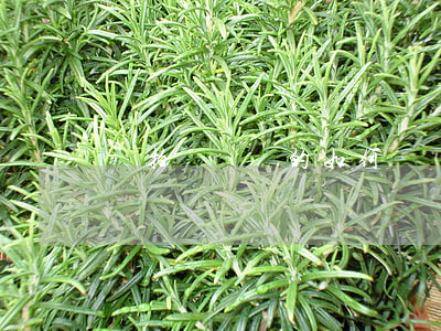 無拍賣資質的如何處罰