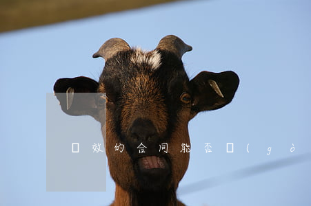 無效的合同能否構(gòu)成違約
