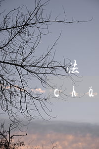 無法繳納稅金可以申請(qǐng)破產(chǎn)嗎