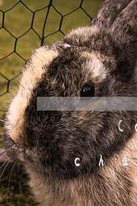 無產(chǎn)權(quán)的軍產(chǎn)租賃房怎么繼承(軍產(chǎn)房能租賃嗎)