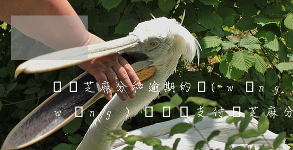 無視芝麻分和逾期的網(wǎng)貸(網(wǎng)貸沒還支付寶芝麻分降低了)