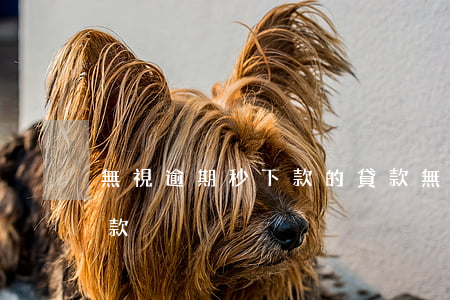 無視逾期秒下款的貸款(無視逾期秒下款的貸款)