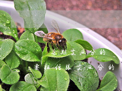 無視逾期芝麻分的網(wǎng)貸(最新不要征信跟芝麻分的網(wǎng)貸)