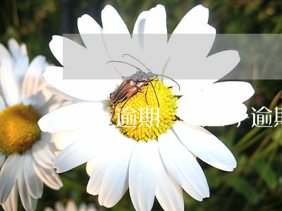 無視逾期貸款口子（逾期貸款的口子）