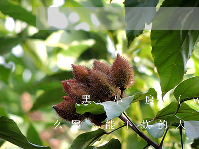 無視黑戶小額度網(wǎng)貸口子(有什么黑戶能下款的大額網(wǎng)貸)