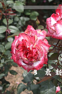 無證無照經(jīng)營查處辦法2023最新【全文】