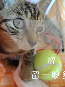 無證醉駕拘留多少天(醉駕加無證駕駛刑事拘留一般多少天)