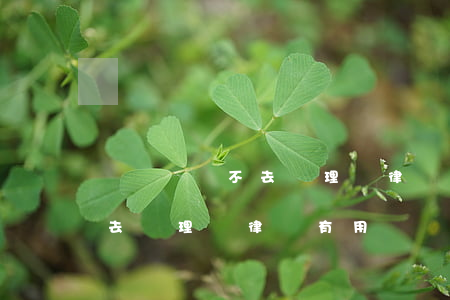 無證駕駛不去處理請律師有用嗎(無證駕駛不去處理請律師有用嗎)