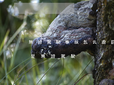 無證駕駛事故怎么處罰規(guī)定（什么是無證駕駛）
