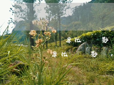 無證駕駛摩托車會影響c1駕照嗎(無牌無證駕駛摩托車會影響c1駕照嗎)