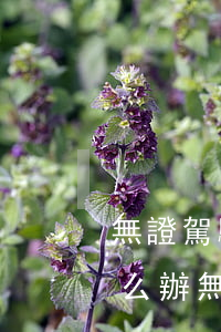 無證駕駛撞了人主要責(zé)任沒錢賠怎么辦(無證駕駛被對方撞了是否能賠)