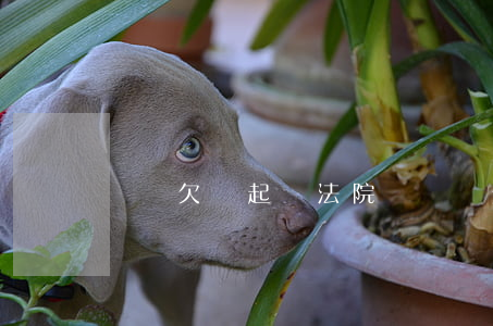 無賴欠錢起訴法院嗎(無賴欠錢不還可以報警嗎)
