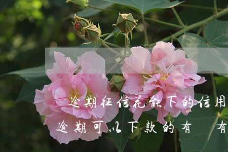 無逾期征信花能下的信用卡(征信花但是沒有逾期可以下款的有沒有)