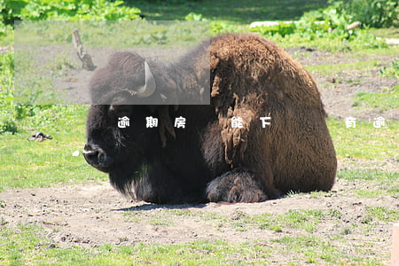 無逾期房貸能下嗎(沒有逾期房貸能下來嗎)