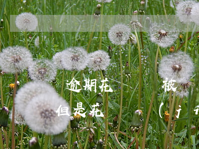 無逾期花唄賬戶被凍結(jié)(沒有逾期但是花唄凍結(jié)了)