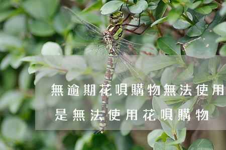 無逾期花唄購物無法使用(我花唄沒有逾期但是無法使用花唄購物)