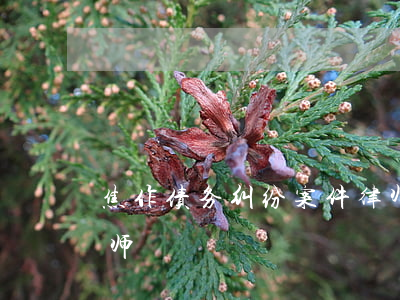 焦作债务纠纷案件律师(焦作债务纠纷案件律师)