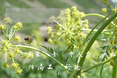 焦某訴青島市人力資源和社會(huì)保障局工傷行政確認(rèn)案