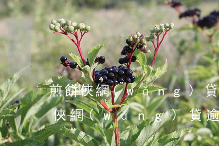 煎餅俠網(wǎng)貸逾期會怎么樣(煎餅俠網(wǎng)貸逾期會怎么樣)