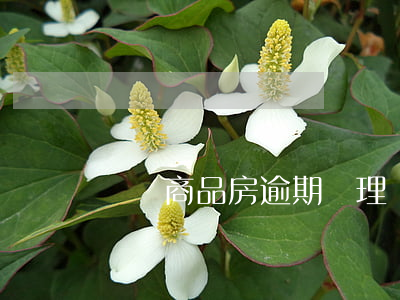 煙臺商品房逾期辦理貸款