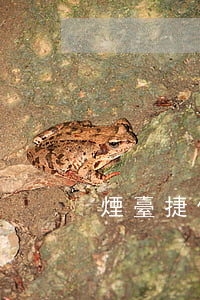 煙臺捷信貸款可以申請嗎(捷信貸款條件)