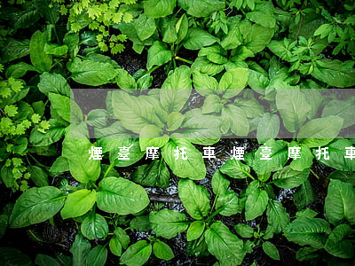煙臺摩托車(煙臺摩托車駕駛證報名費多少錢)