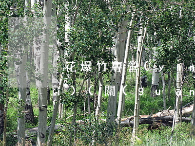 煙花爆竹專營(yíng)法律法規(guī)(關(guān)于管理煙花爆竹的法律法規(guī))