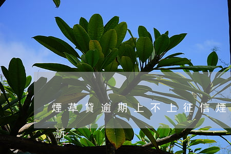 煙草貸逾期上不上征信（煙草貸逾期多久會起訴）