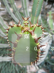 煤礦安全監(jiān)察條例最新修訂版2023【全文】