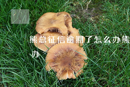 熊总征信逾期了怎么办(熊总征信逾期了怎么办)
