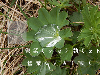 營業(yè)執(zhí)照吊銷花多少錢(營業(yè)執(zhí)照注銷怎么注銷要花錢嗎)