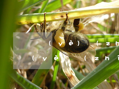 營業(yè)執(zhí)照年檢逾期(營業(yè)執(zhí)照年檢逾期會怎么樣)