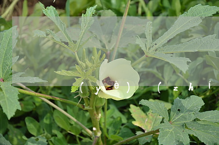 營業(yè)執(zhí)照怎么注銷