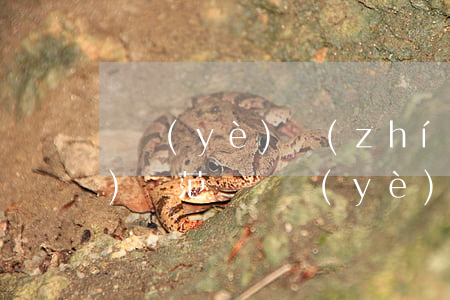 營業(yè)執(zhí)照經(jīng)營范圍(營業(yè)執(zhí)照經(jīng)營范圍怎么選)
