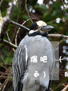 爆吧團(tuán)隊(duì)爆個(gè)貼吧價(jià)格-百度貼吧爆吧團(tuán)隊(duì)