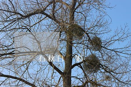 爐石秋日離婚