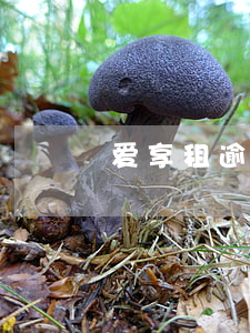 爱享租逾期被起诉(爱租机逾期被起诉)