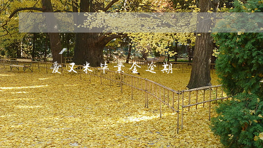 爱又米毕业金逾期
